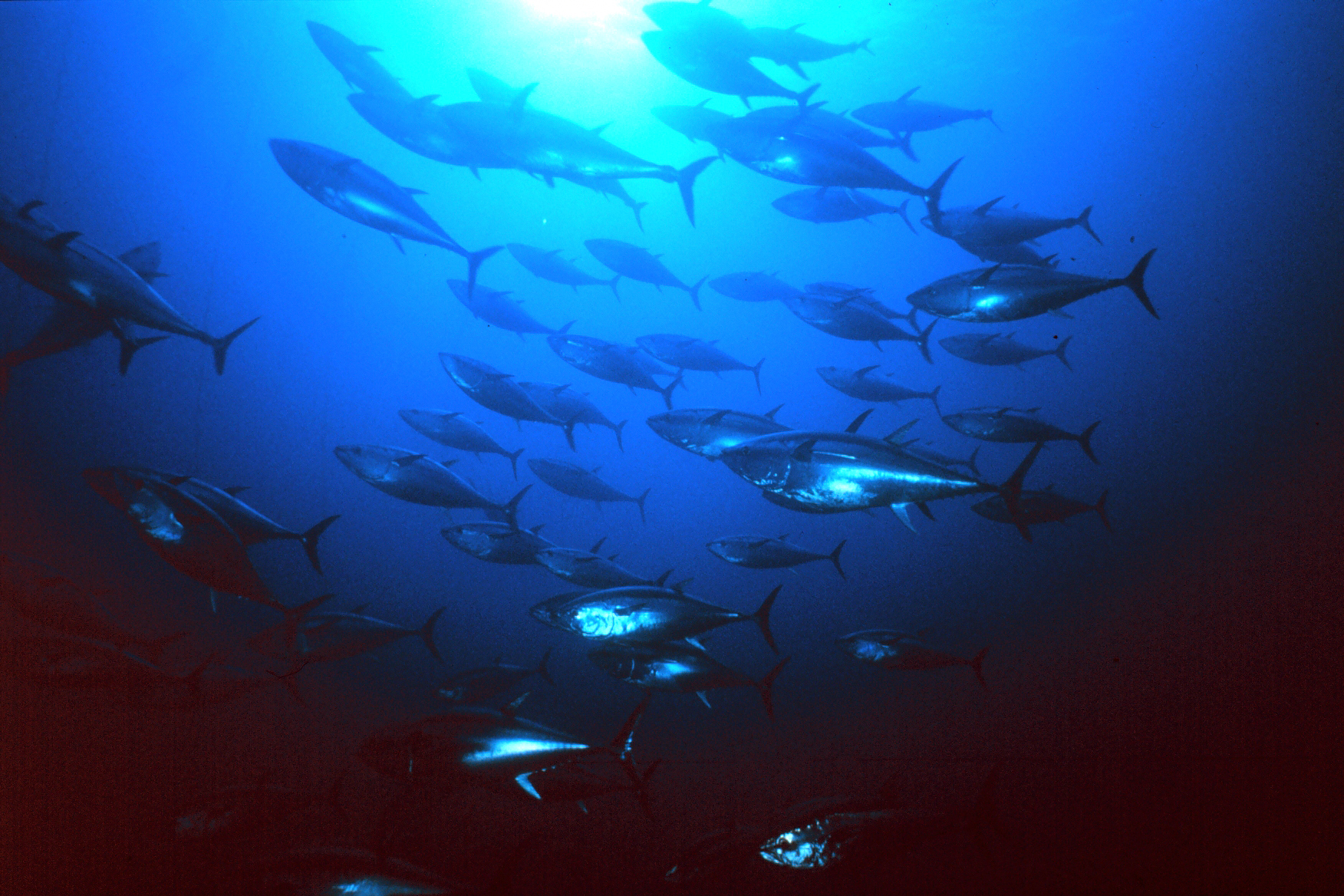 Bluefin tuna grow slowly, taking about 8 years to reach maturity, and can reach up to 13 feet long and 2,000 pounds.