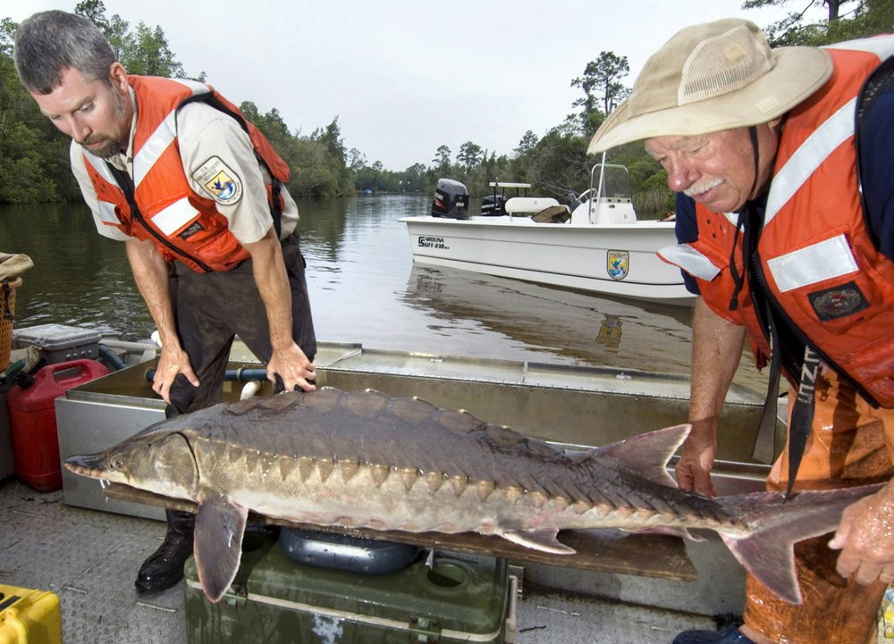 Sturgeon