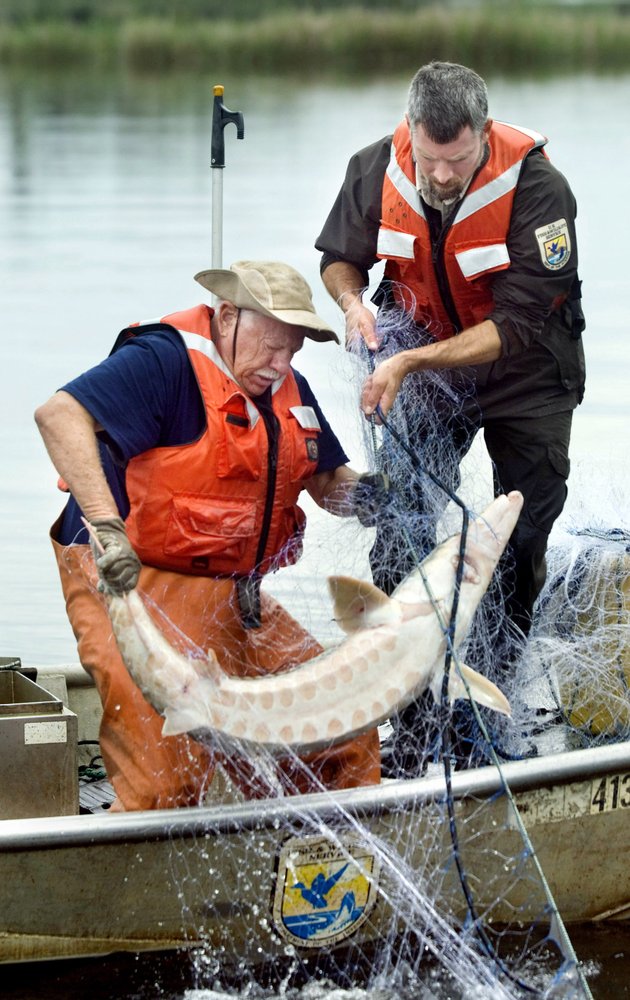 Sturgeon2