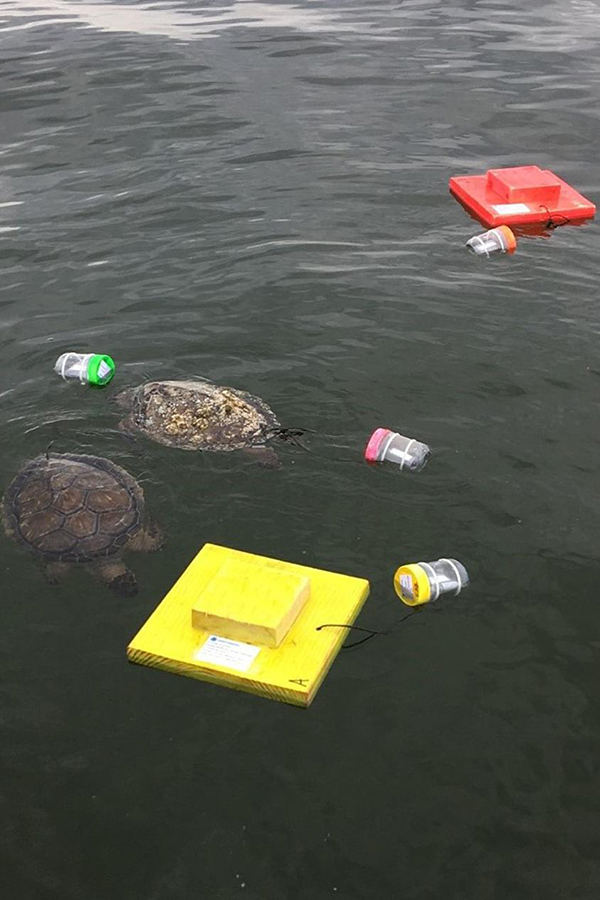 Kemp's ridley and green (floating here) sea turtle carcasses along with wooden effigies (orange and yellow objects)