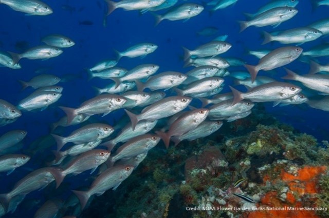 A school of vermillion snapper