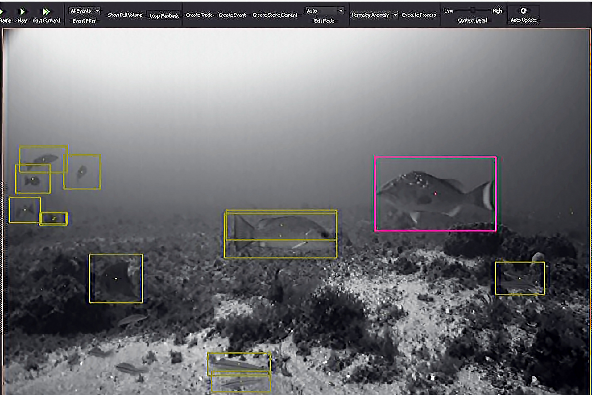 Example of analysis using VIAME and its deep learning algorithms to detect and identify multiple species of fish in one image. 