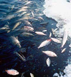 fish kill in body of water