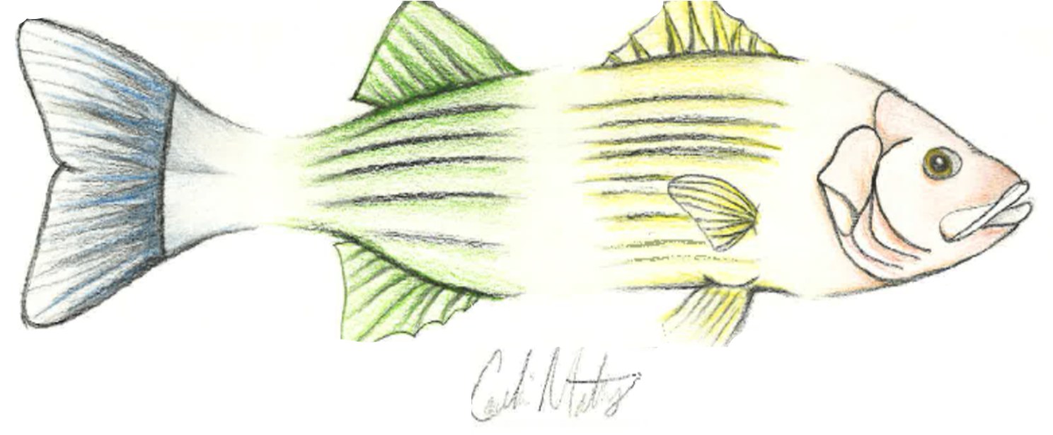 Fish drawing by Matheny