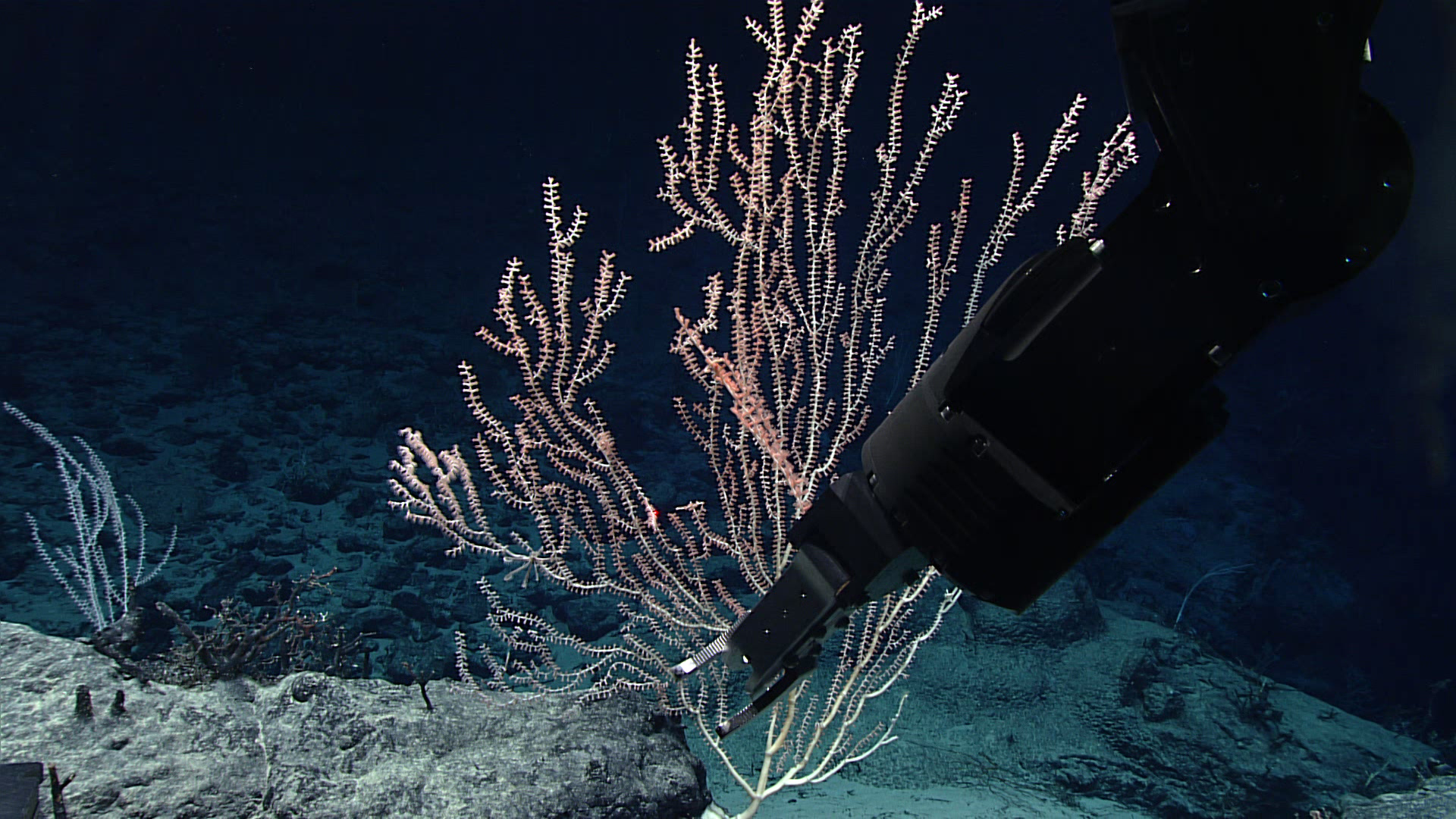 Manipulator arm clipping branch off of a bamboo coral