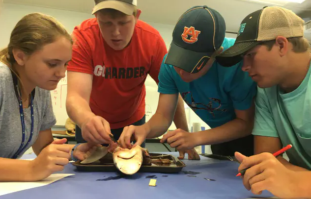 Four students dissecting a shark