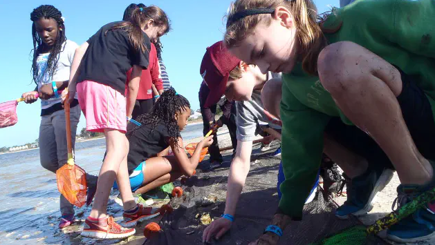 Students on the beach with nets digging in the sand