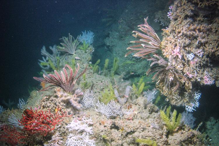 Mesophotic corals and crinoids on Bright Bank, near the Flower Garden Banks National Marine Sanctuary. Credit: Marine Applied Research and Exploration, NOAA